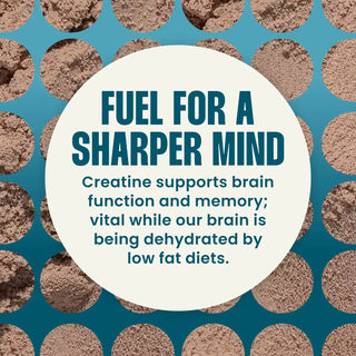 Text about creatine's benefits for brain function and memory on a blue background with WillPowders Milk Chocolate Protein Powder with Shilajit, Monocreatine and Scandinavian Bone Broth in cut out circles