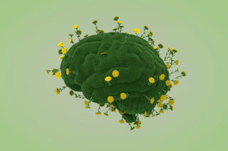 Your guide to brain health with WillPowders