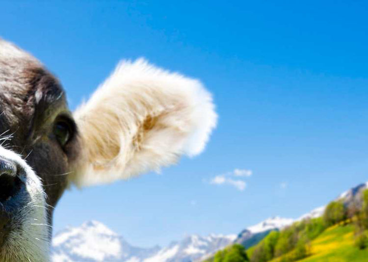 What are the Benefits of Taking Bovine Collagen?