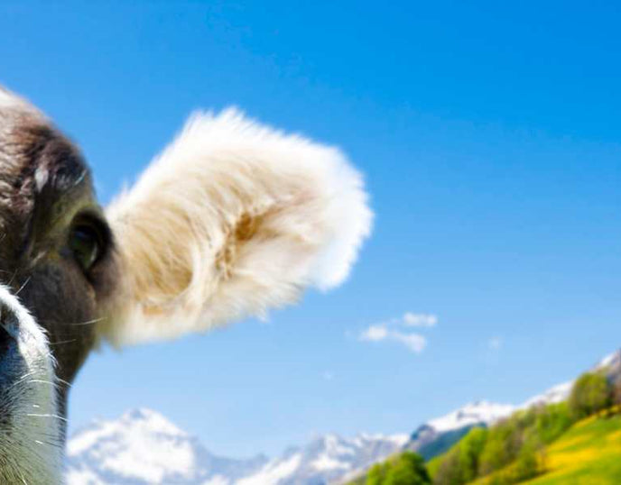 What are the Benefits of Taking Bovine Collagen?