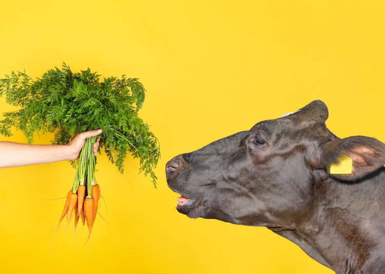 Cow being fed carrots on a yellow background