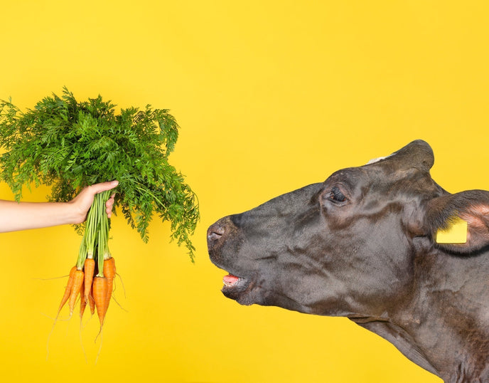 Cow being fed carrots on a yellow background