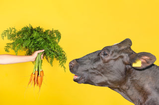 Cow being fed carrots on a yellow background