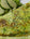 Pesto Omelette