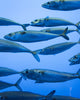 Bovine vs Marine Collagen: What's the Difference?