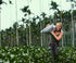 WillPowders kombucha tea leaves from Alishan Mountains