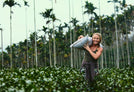 WillPowders kombucha tea leaves from Alishan Mountains