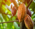 Close-up of ripe and unripe cacao pods growing on a tree branch, the background is filled with leaves and branches