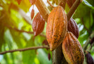Close-up of ripe and unripe cacao pods growing on a tree branch, the background is filled with leaves and branches