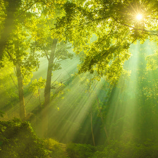 Sunlit scene of a green forest