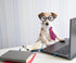 A dog working at a laptop
