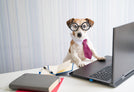 A dog working at a laptop